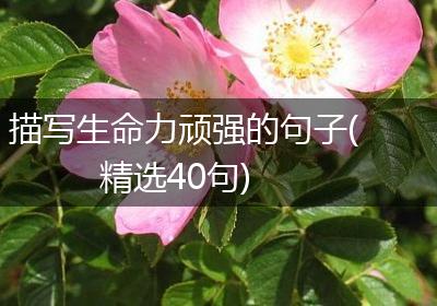 描写生命力顽强的句子(精选40句)