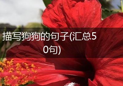 描写狗狗的句子(汇总50句)