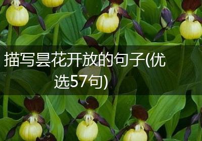 描写昙花开放的句子(优选57句)