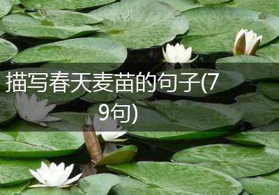 描写春天麦苗的句子(79句)