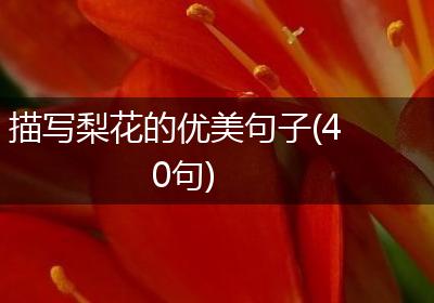 描写梨花的优美句子(40句)
