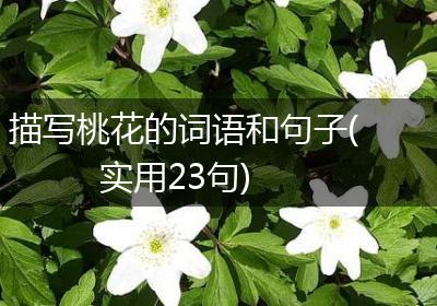 描写桃花的词语和句子(实用23句)