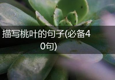 描写桃叶的句子(必备40句)