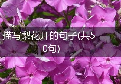 描写梨花开的句子(共50句)