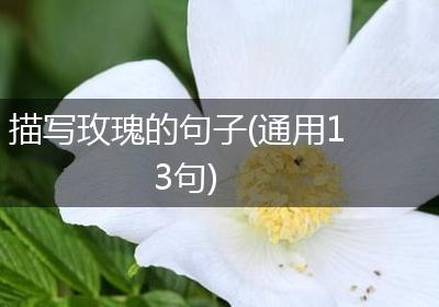 描写玫瑰的句子(通用13句)