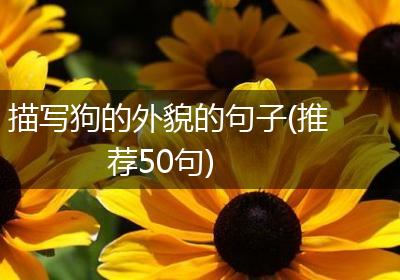 描写狗的外貌的句子(推荐50句)