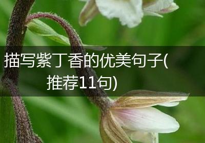 描写紫丁香的优美句子(推荐11句)