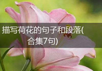 描写荷花的句子和段落(合集7句)