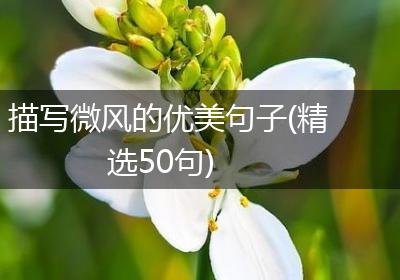 描写微风的优美句子(精选50句)