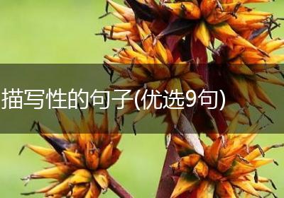 描写性的句子(优选9句)