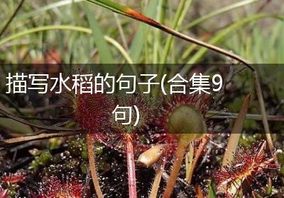描写水稻的句子(合集9句)