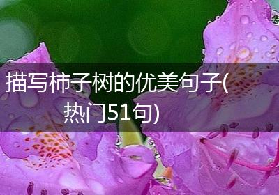 描写柿子树的优美句子(热门51句)