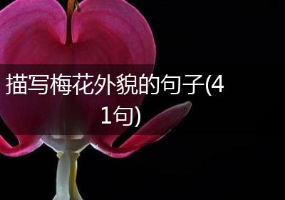 描写梅花外貌的句子(41句)