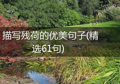描写残荷的优美句子(精选61句)