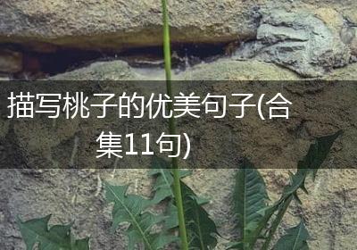 描写桃子的优美句子(合集11句)