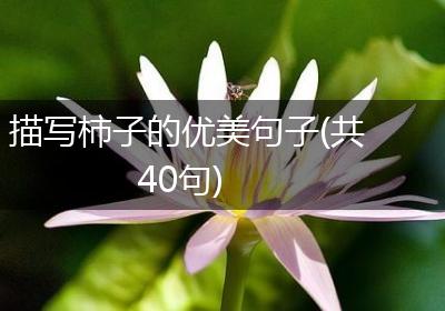 描写柿子的优美句子(共40句)