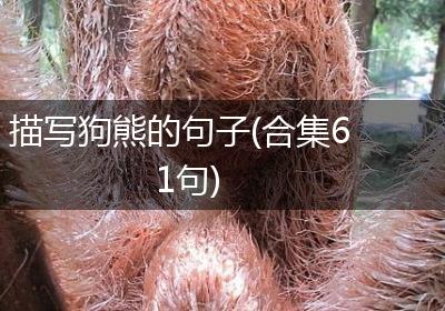 描写狗熊的句子(合集61句)