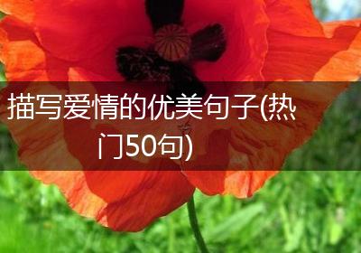 描写爱情的优美句子(热门50句)