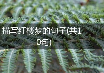 描写红楼梦的句子(共10句)