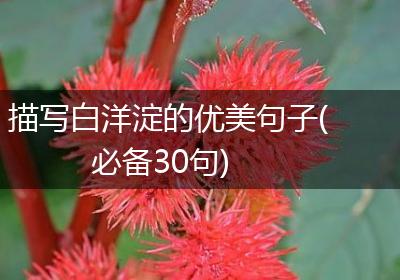 描写白洋淀的优美句子(必备30句)