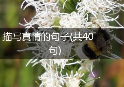描写真情的句子(共40句)
