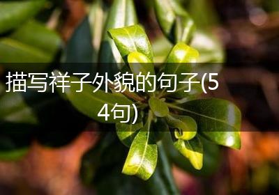 描写祥子外貌的句子(54句)