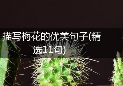 描写梅花的优美句子(精选11句)
