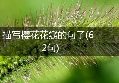 描写樱花花瓣的句子(62句)