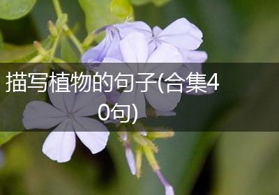 描写植物的句子(合集40句)
