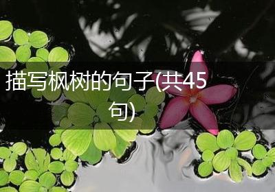 描写枫树的句子(共45句)
