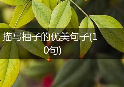 描写柚子的优美句子(10句)