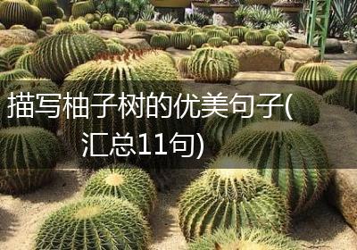 描写柚子树的优美句子(汇总11句)