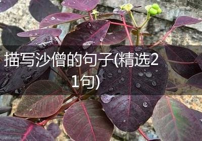 描写沙僧的句子(精选21句)