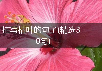 描写枯叶的句子(精选30句)