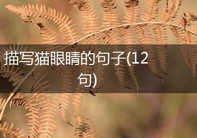 描写猫眼睛的句子(12句)