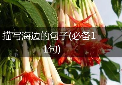 描写海边的句子(必备11句)
