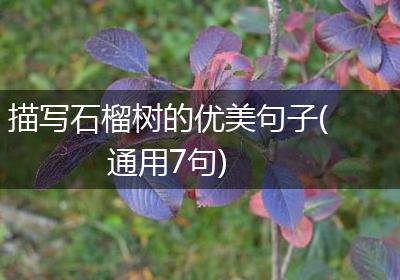 描写石榴树的优美句子(通用7句)
