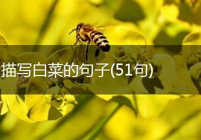 描写白菜的句子(51句)