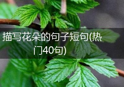 描写花朵的句子短句(热门40句)