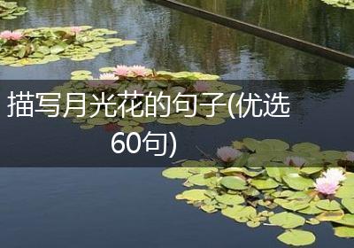 描写月光花的句子(优选60句)