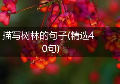描写树林的句子(精选40句)