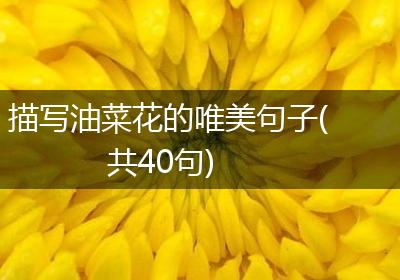 描写油菜花的唯美句子(共40句)