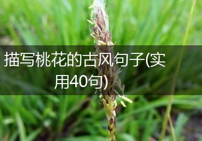 描写桃花的古风句子(实用40句)