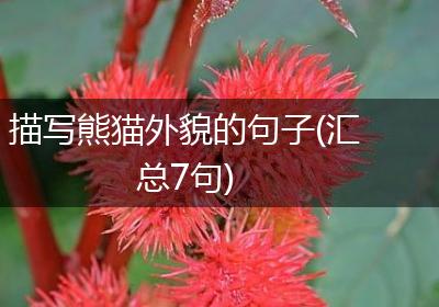 描写熊猫外貌的句子(汇总7句)