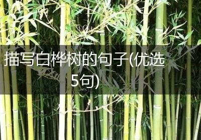 描写白桦树的句子(优选5句)