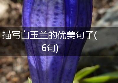 描写白玉兰的优美句子(6句)