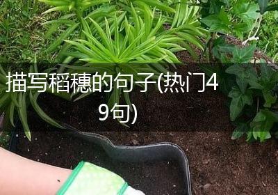 描写稻穗的句子(热门49句)