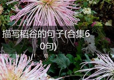描写稻谷的句子(合集60句)