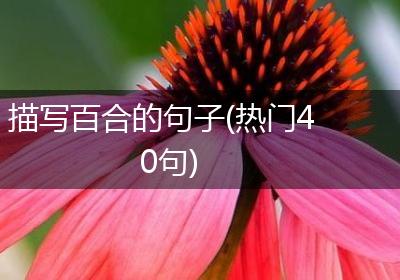 描写百合的句子(热门40句)