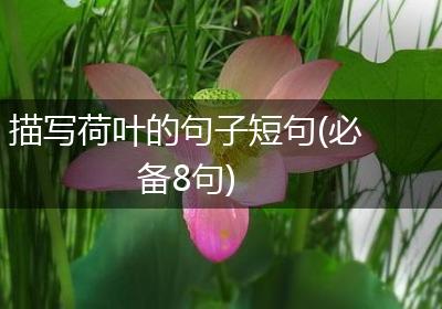 描写荷叶的句子短句(必备8句)